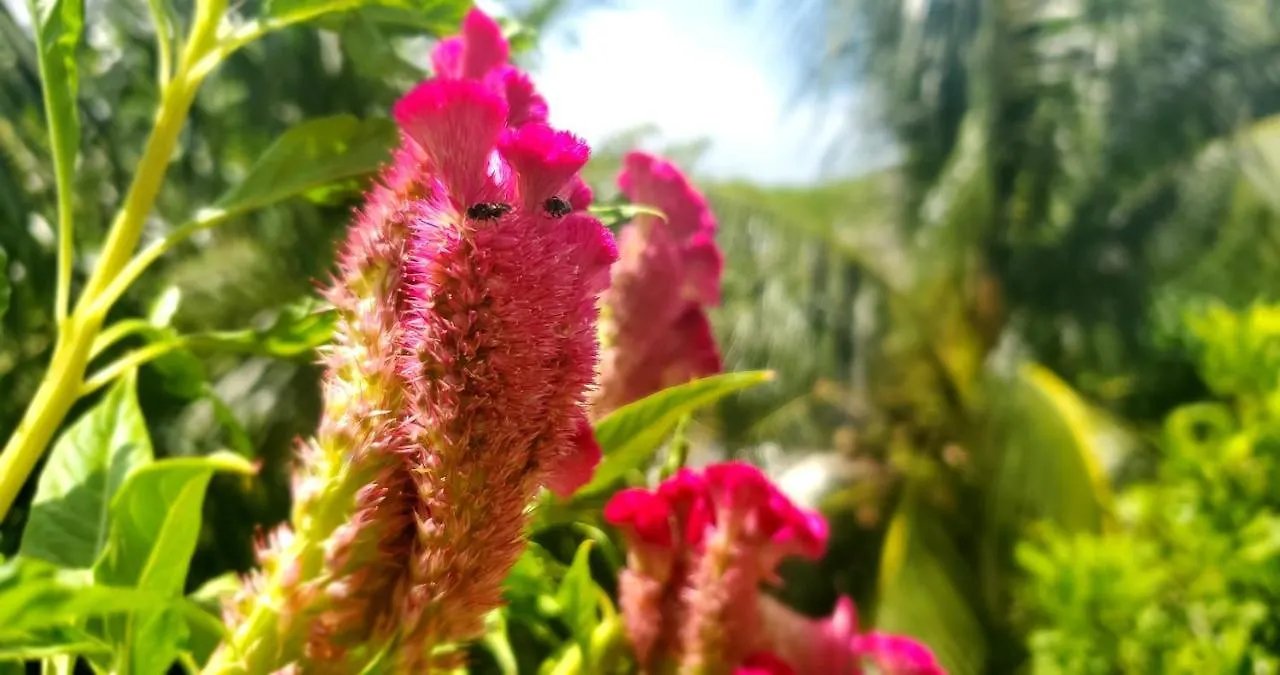 Layla Guesthouse Puerto Morelos